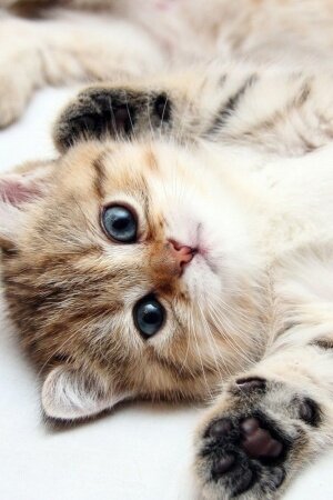 Cute Kittens Mobile Wallpaper