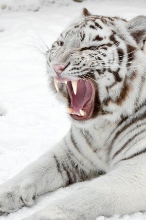white tiger Mobile Wallpaper