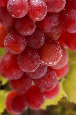Bunch Of Grapes Mobile Wallpaper