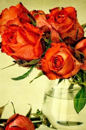Beautiful Roses Mobile Wallpaper