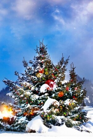 Christmas Trees Decorated Outside Mobile Wallpaper