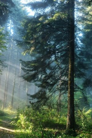 The Thick Forest Mobile Wallpaper