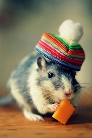 Mouse Cheese Hat Funny Mobile Wallpaper