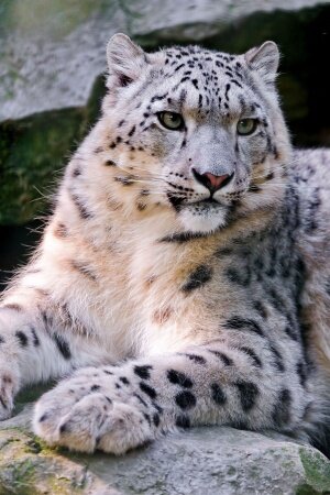 Snow leopard Mobile Wallpaper