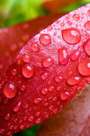 Water Bubbles On Pink Leaf Mobile Wallpaper