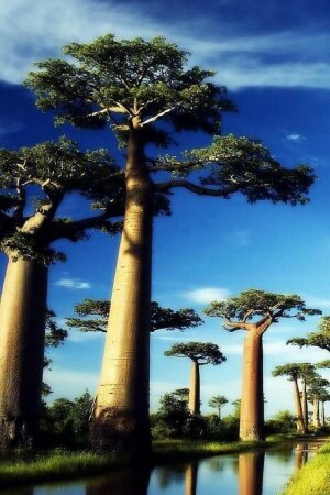 Baobab Tree Mobile Wallpaper