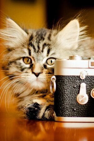 Cat Camera Mobile Wallpaper