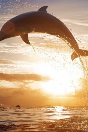 Leaping Dolphins Mobile Wallpaper