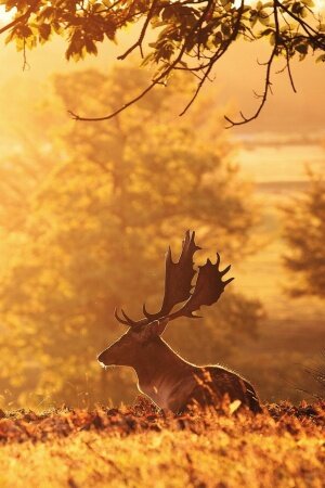 The Golden Deer Mobile Wallpaper