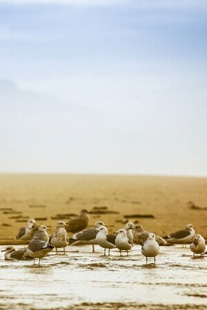 Beach seagulls Mobile Wallpaper