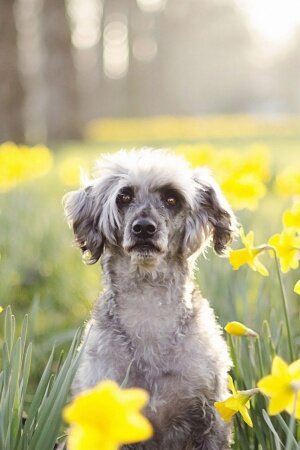 Daffodils dog mood Mobile Wallpaper