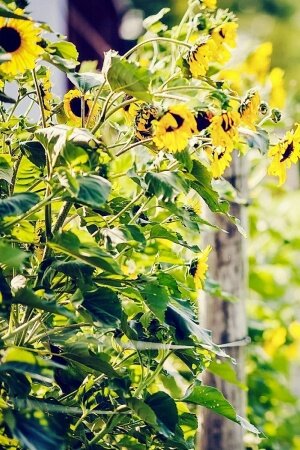 Fence sunflowers nature Mobile Wallpaper