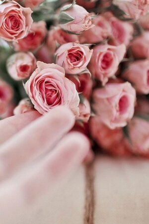 Hand flowers pink roses Mobile Wallpaper