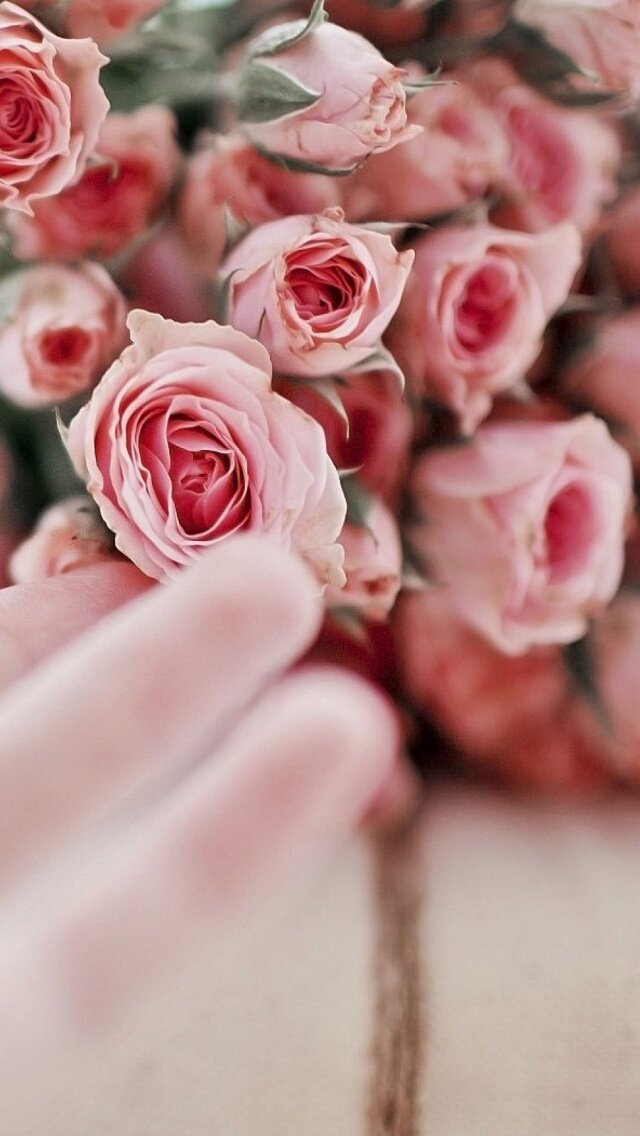 Hand Flowers Pink Roses Mobile Wallpaper - Mobiles Wall