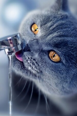 Cat Drink Water Mobile Wallpaper