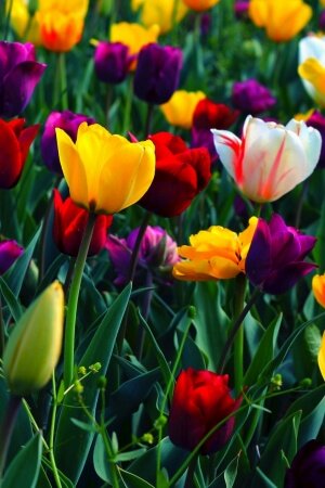 Colorful Flowers Mobile Wallpaper