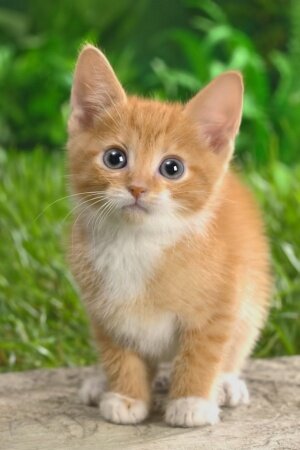 Curious Tabby Kitten Mobile Wallpaper