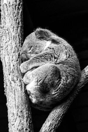 Koala Taking A Nap Mobile Wallpaper