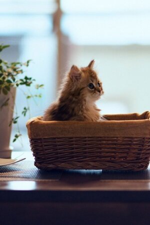 Kitten basket mood Mobile Wallpaper
