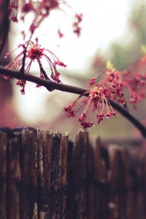 Nature fence flowers Mobile Wallpaper