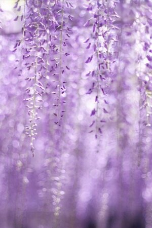 spring wisteria flowers Mobile Wallpaper