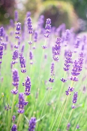 Summer lavender flowers Mobile Wallpaper