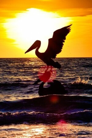 sunset with two pelicans Mobile Wallpaper