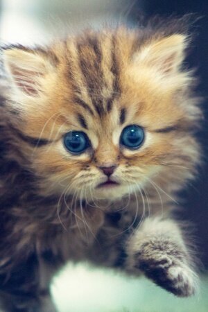 Cute Funny Kitten Mobile Wallpaper