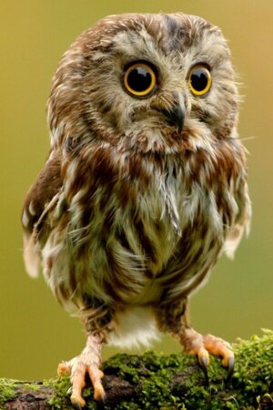 Cute Owl Mobile Wallpaper