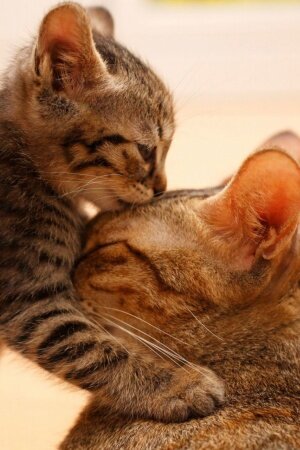 Tender Moment Between A Cat And Her Kitten Mobile Wallpaper