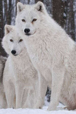 White Wolves Pack Mobile Wallpaper