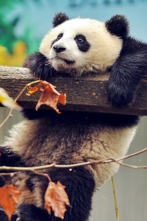 panda Mobile Wallpaper