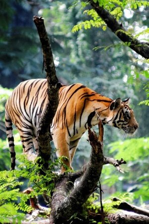 Bengal Tiger in Jungle Mobile Wallpaper