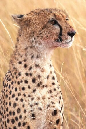 Cheetah Mobile Wallpaper