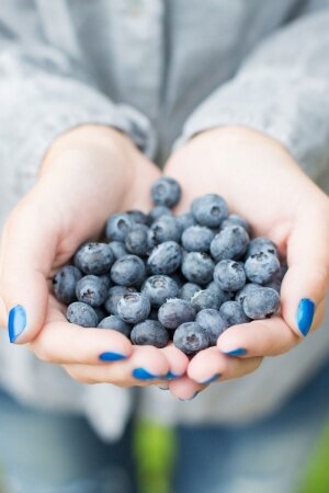 Handful of Blueberries Mobile Wallpaper