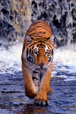 Tiger Mobile Wallpaper
