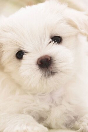 White Fluffy Puppy Mobile Wallpaper