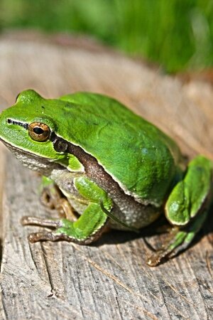 Animal Green Frog Mobile Wallpaper