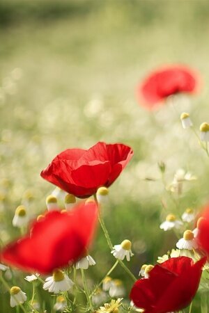 poppies and chamomile Mobile Wallpaper