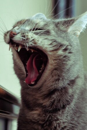 Cat Yawn Mobile Wallpaper