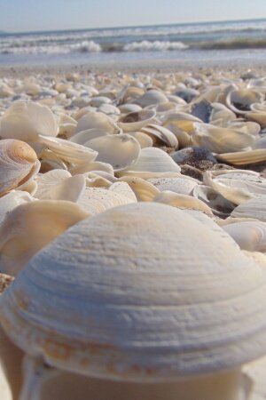 The Sea Shells Mobile Wallpaper