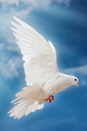 dove peace sky pigeon white Mobile Wallpaper