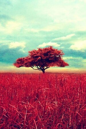 Lone Red Tree Mobile Wallpaper