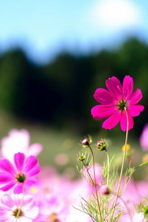 Pink Cosmos Flowers Mobile Wallpaper