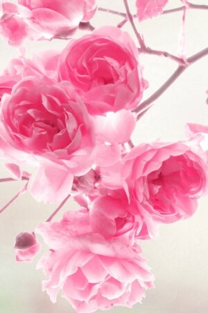 Pink Roses Flowers Mobile Wallpaper