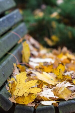 autumn bench listya priroda Mobile Wallpaper