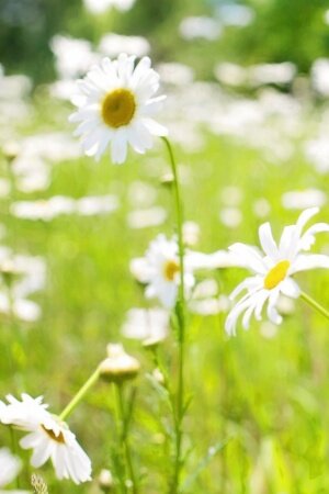 daisies field Mobile Wallpaper