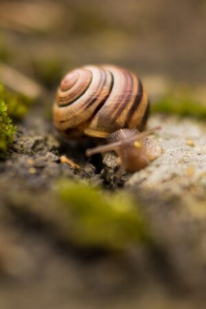 Nature Animal Snail Macro Mobile Wallpaper