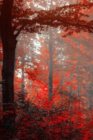 Red Forest Mobile Wallpaper