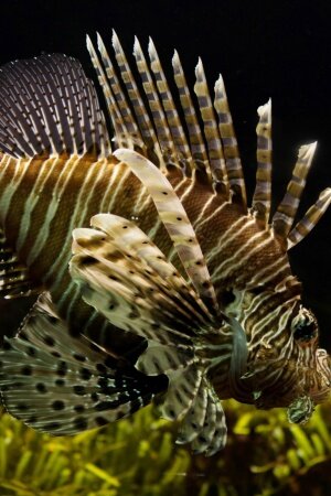 Sea Nature Animals Fish Mobile Wallpaper